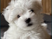 Teacup Maltese Terrier
