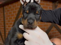 DEV GİBİ EUROPEN DOBERMAN YAVRULAR