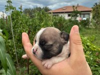 A KALİTE FRENCH BULLDOG YAVRULARI YALOVA