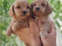 Show kalitede Cockapoo Yavrular