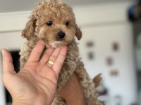 Petmode köpek çiftliğinden tea cup maltipoo