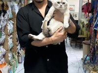 2-3 aylık scottish fold ve straight yavrular