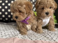 Teacup maltipoo tuvalet eğitimli
