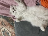British Longhair Silver Point Mavi Göz