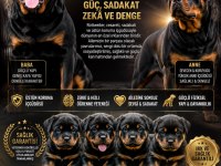 SAĞLAM KARAKTER GÜÇLÜ IRK SEVGİ DOLU KÖPEKLER