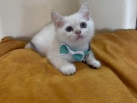 British Shorthair Erkek Yavrumuza Yuva (Uyguna)