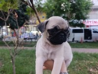 Mükemmel anatomi köpeğimiz
