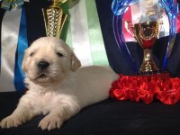 Golden Retriever Kapıda Ödeme Hizmetimiz Vardır