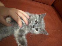 Güzeller Güzeli British Shorthair Yavrularımız