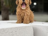 Dişi Erkek Toy Poodle