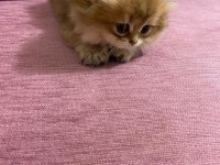 British longhair kedimiz