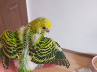 25 günlük civarı iri boy yavru muhabbet kuşları