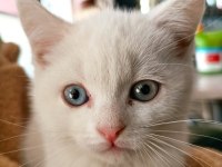 2 Aylık British Shorthair Odd Eyes