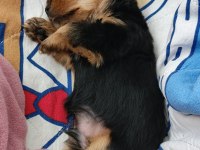 Sevimli Yorkshire Terrier Yavrularımız