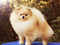 Çok güzel dişi 1 yaşında pomeranian