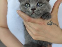 2 aylık 4 kardeş yavrum british shorthair