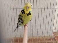 Show Jumbo ve Jumbo yerli muhabbet kuşu