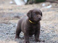Safkan ırk garantili labrador retriever yavrular