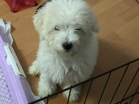 3 Aylık Maltese Aşıları Yapıldı