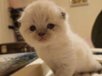 BRITISH SHORTHAIR SCHOTTISH FOLD EVDE YETİŞEN 11 YAVRULAR