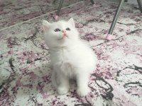 2 adet beyaz mavi gözlü teslime hazır british shorthair