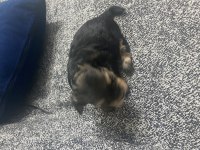 4 tane yorkshire terrier