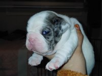 MERLE PİED ERKEK FRENCH BULLDOG