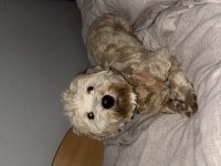 1 yaşında maltipoo acil sahiplendirilecek
