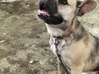Sevimli kızım şirin french bulldog