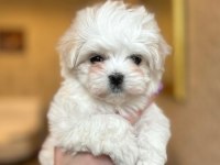 Kore Orjinal 0 Numara Maltese Bebekler