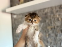 SCOTTISH FOLD A KALİTE YAVRULARIM 