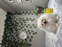 Teddy Face Kusursuz Güzellikte 2.5 Yaşında Dişi Pomeranian