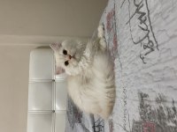 Gold Beyaz Chinchilla Yavrularımız