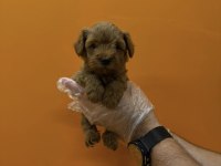 Teacup Maltipoo Yavrularımız