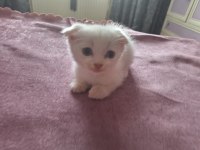 Scottish fold ve straight yavrular hazır