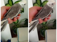 3 aylık WF erkek olduğu garanti renk güzeli sultan