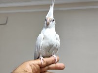 Ele kola alışık sultan papağanı