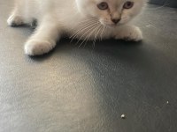 Safkan yavru kedicikler