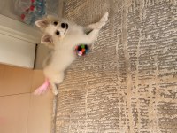Pomeranian Spitz Beyaz Oyuncu sevecen tanemim dişi 4 aylık