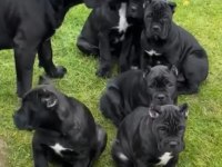 Korumacı Cane Corso Yavrular