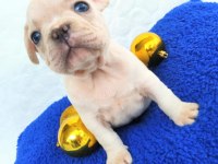 Güzeller güzeli french bulldog kızımız