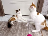 6 aylık kedimiz tuvalet alışkanlığı var