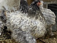 BLUE MODLED BRAHMA KULUÇKALIK YUMURTA & CİVCİV