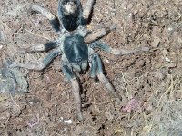 Adult dişi kochiana brunnipes