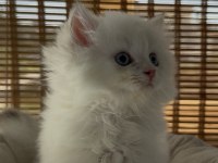 British Longhair Yavru Sahiplendirme