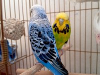 Jumbo Çift Yavrulu Muhabbet Kuşu