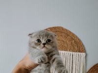 Mükemmel scottish fold bebeklerim
