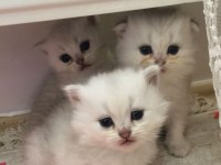3 Aylık erkek chinchilla bebekler