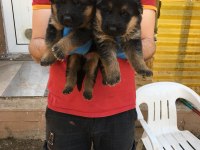 ÜST KALİTE ALMAN KURDU YAVRULARI