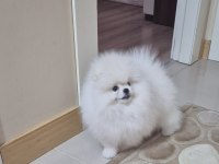 ÜST KALİTE POMERANİAN BOO ERKEK